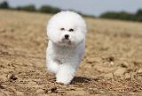 BICHON FRISE 101